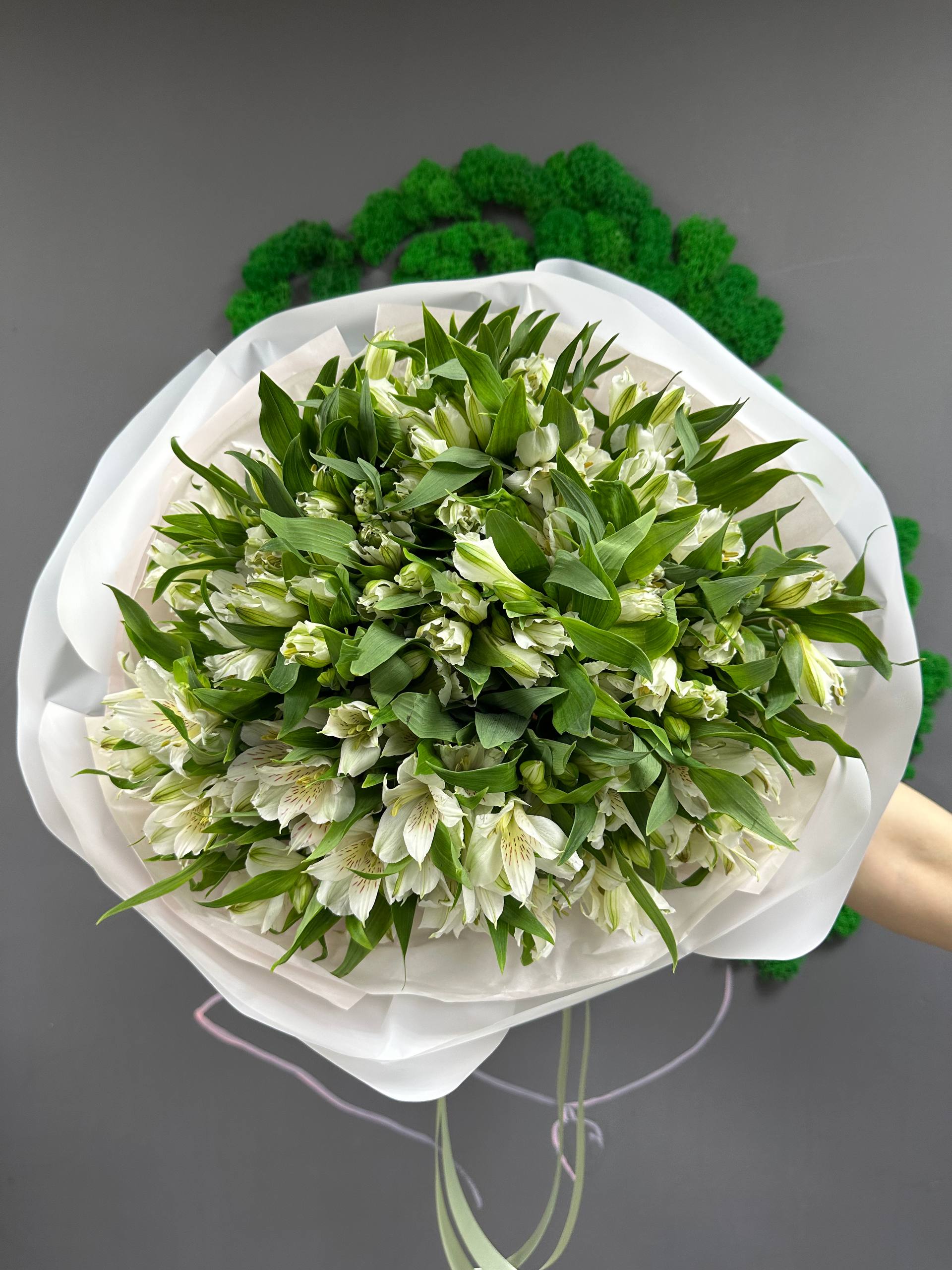 25 бел альстры