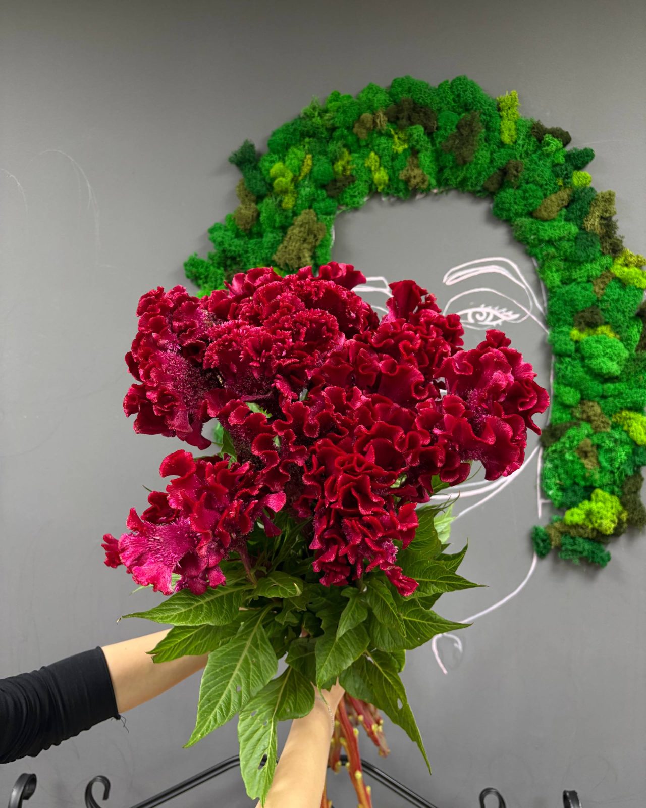 Целозия (Celosia)